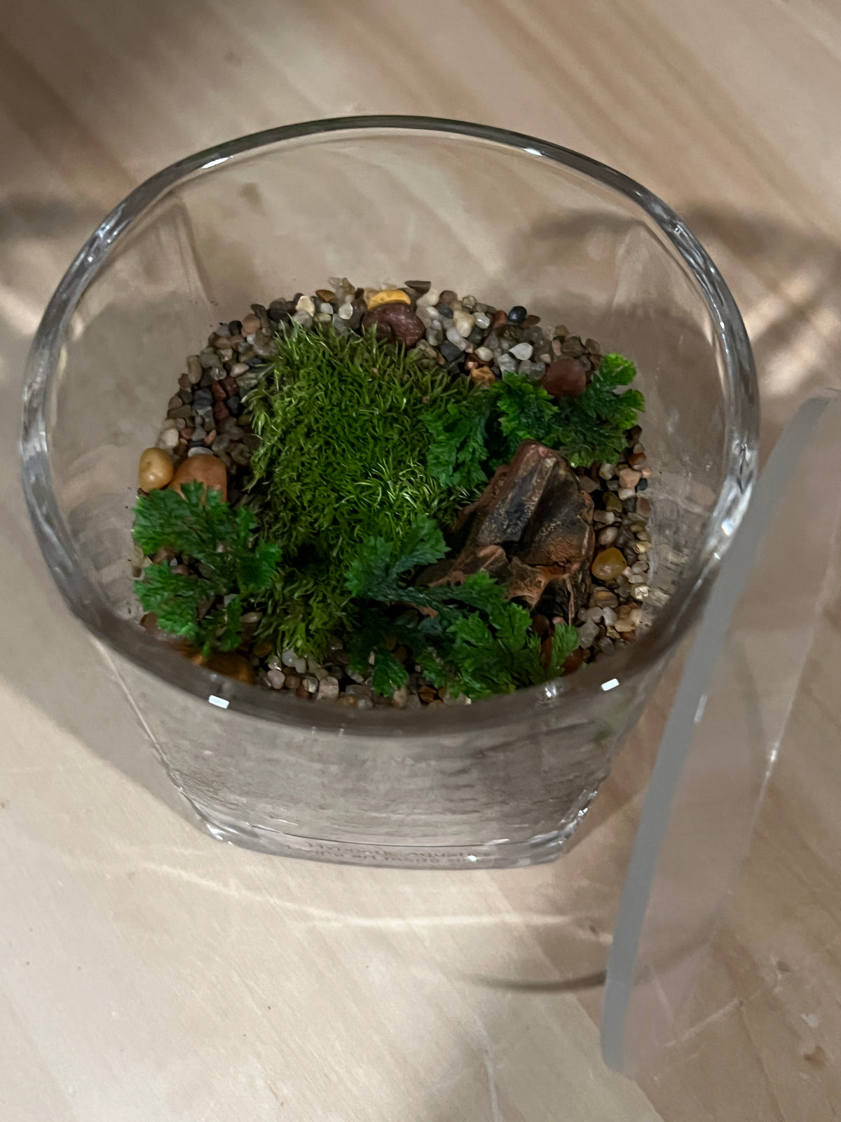 Terrarium 950