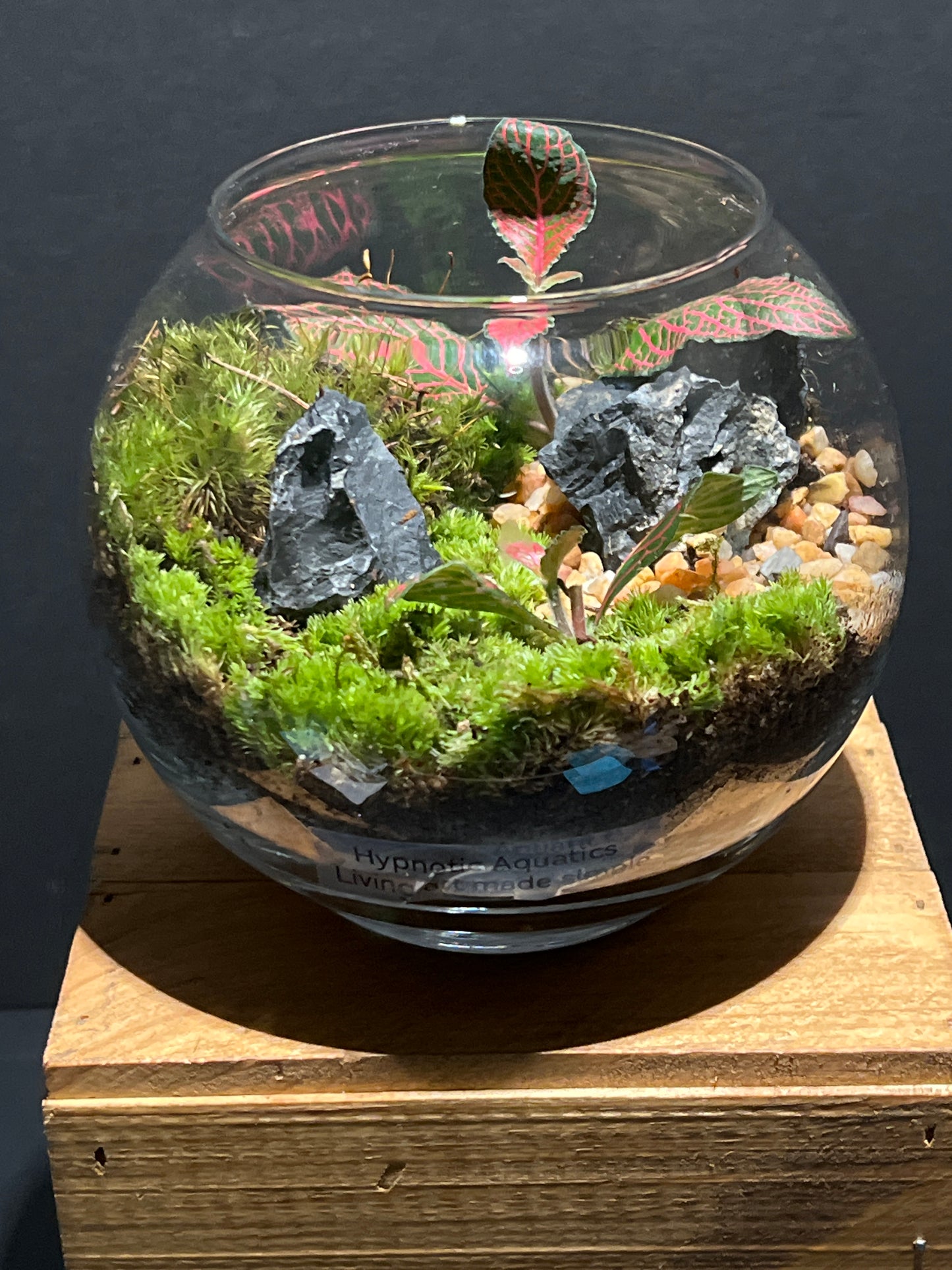 Terrarium 179