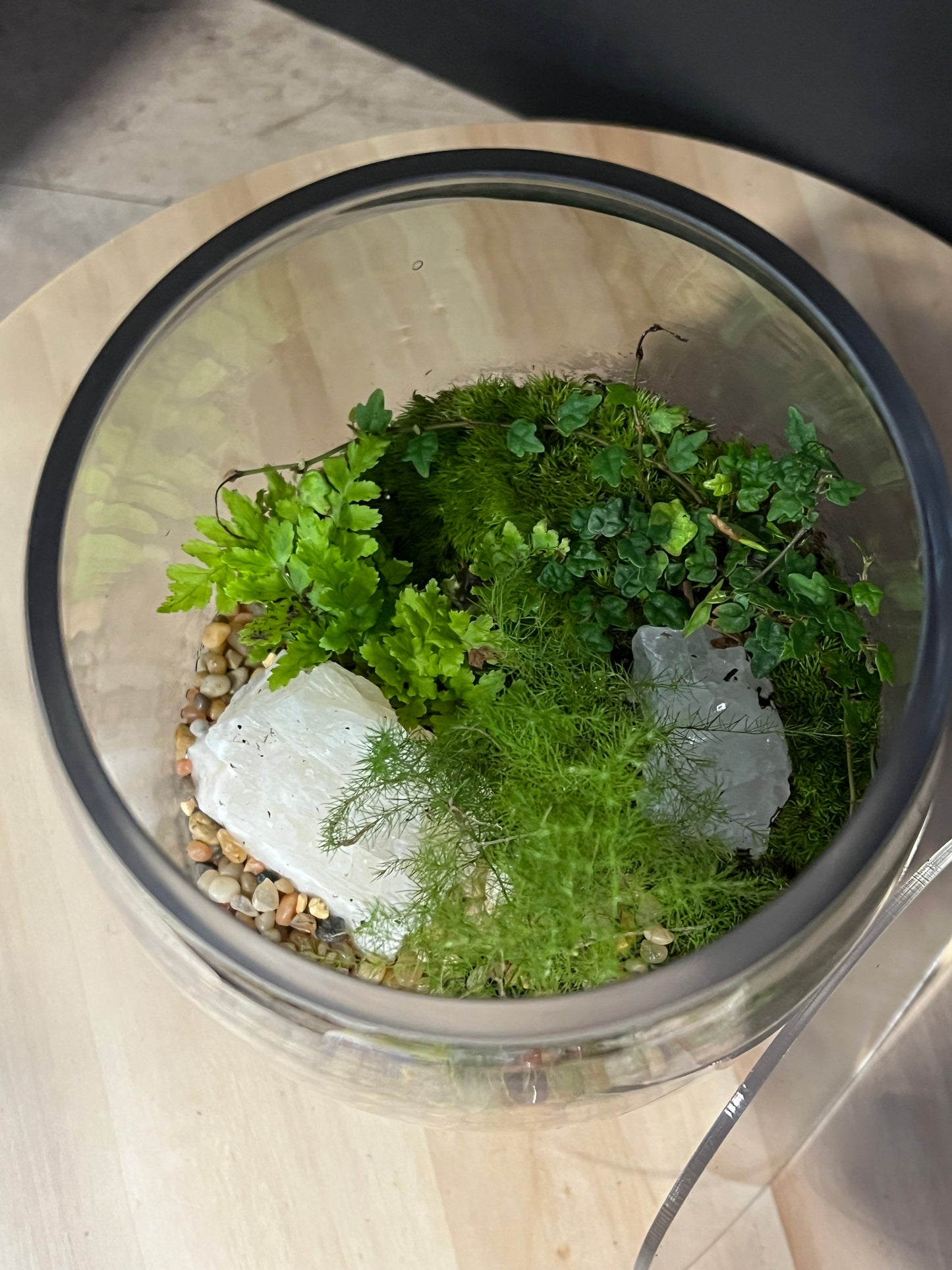 Terrarium 917