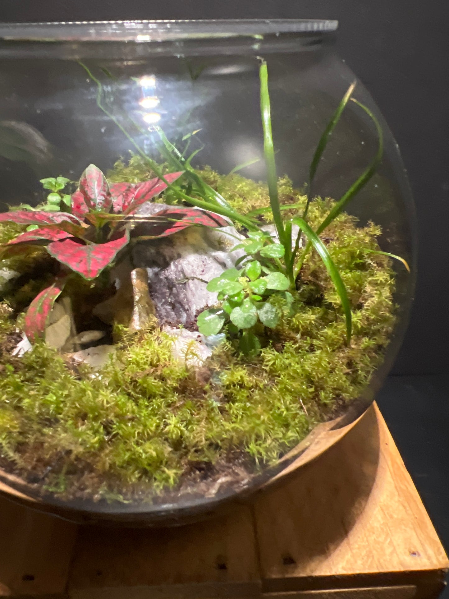 Terrarium #74