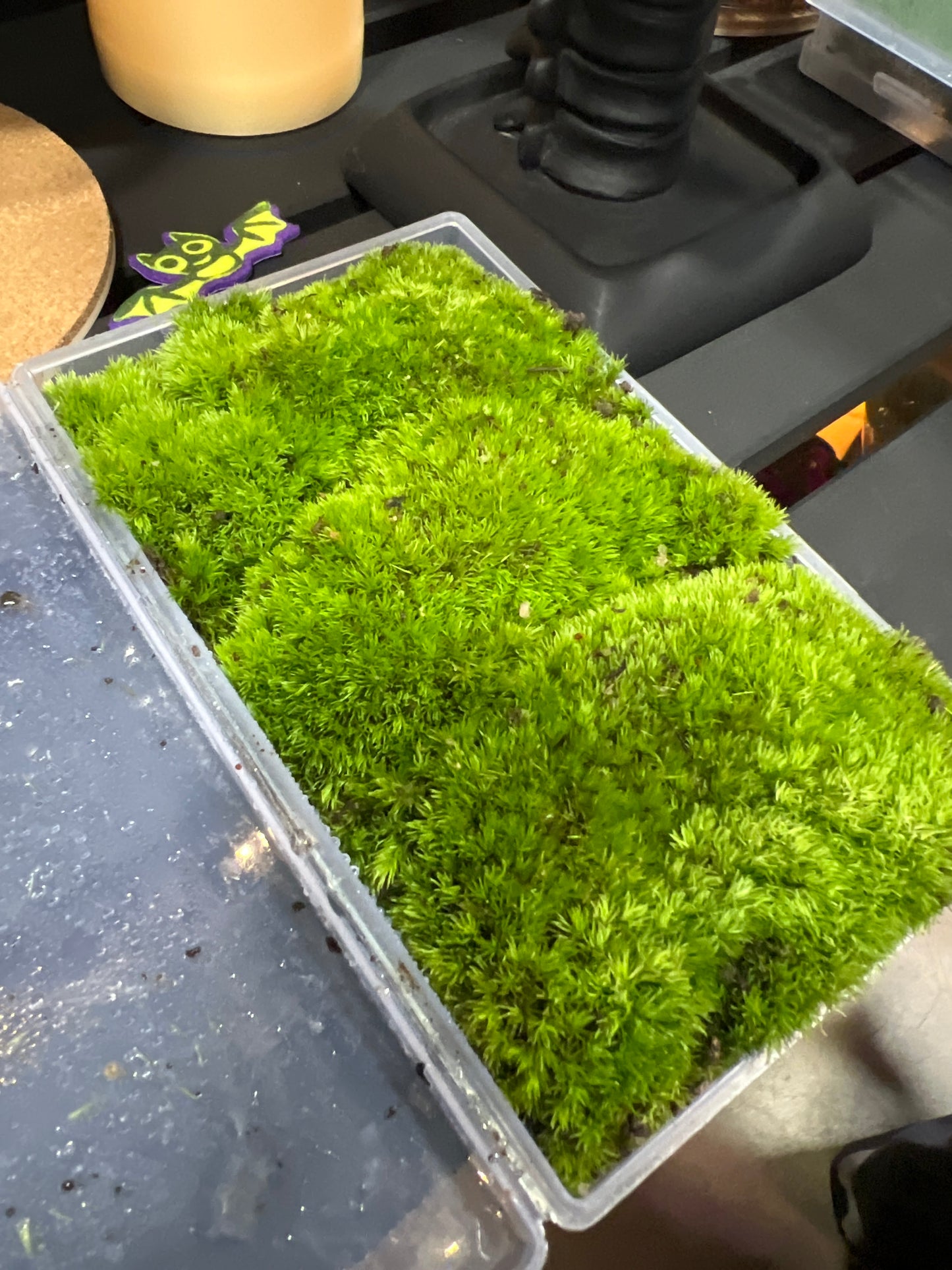 Terrarium Moss: Cultivated Cushion Moss