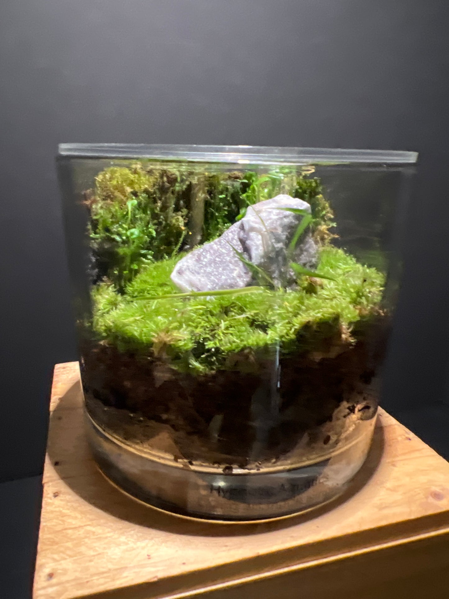 Terrarium #53
