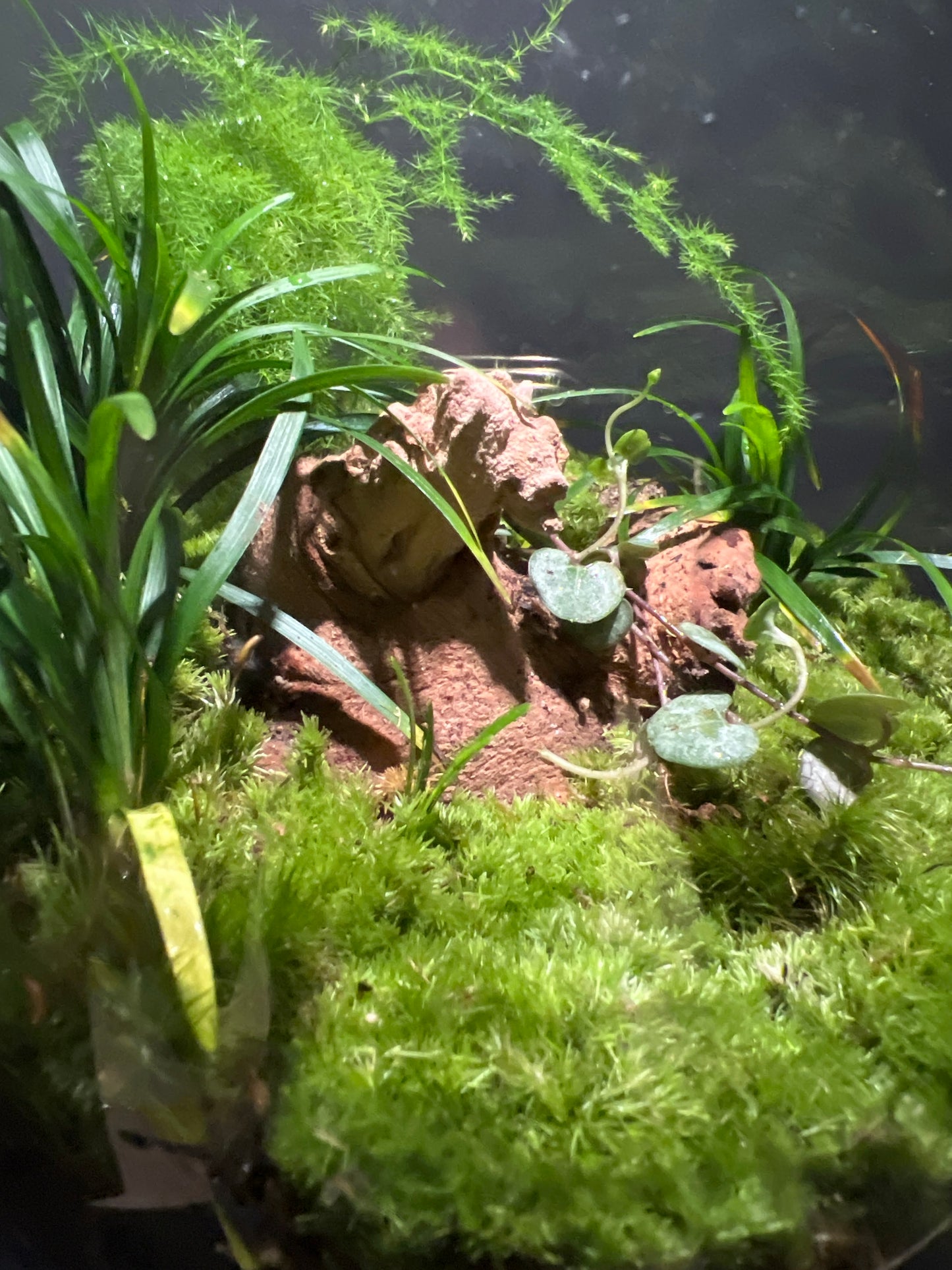 Terrarium #160