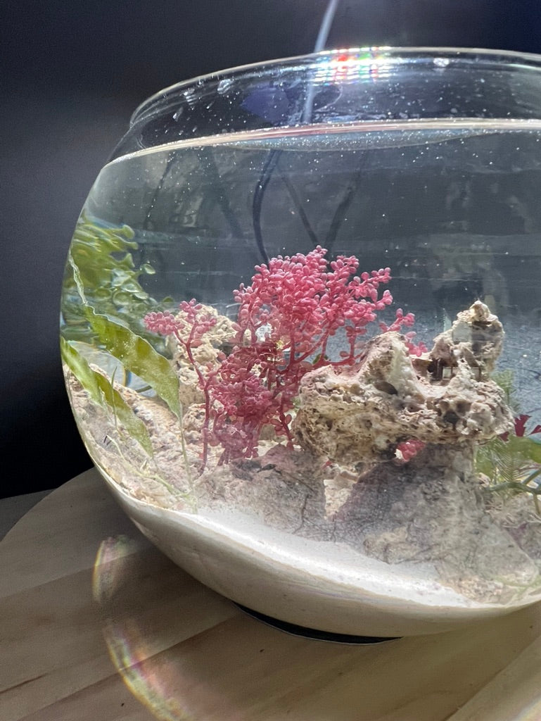 Saltwater Nano Aquariums