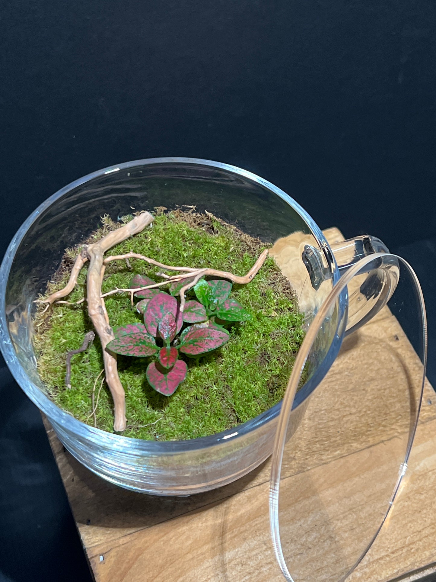 Terrarium #138