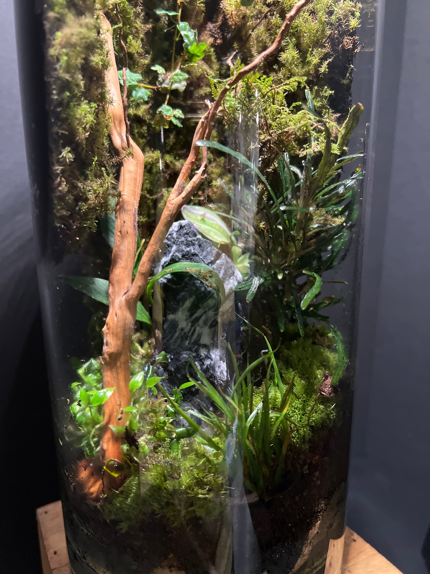 Terrarium #50