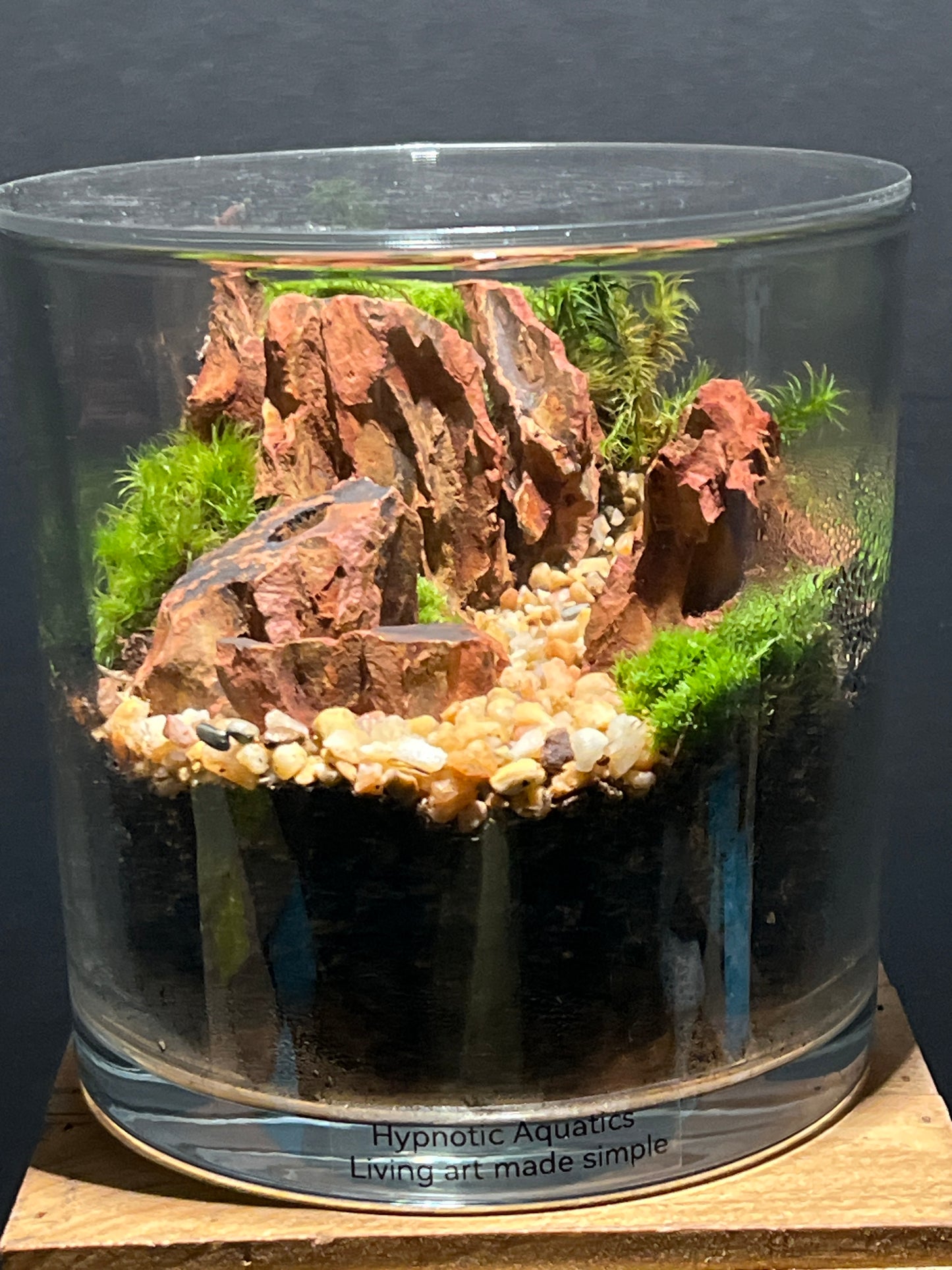 Terrarium #158