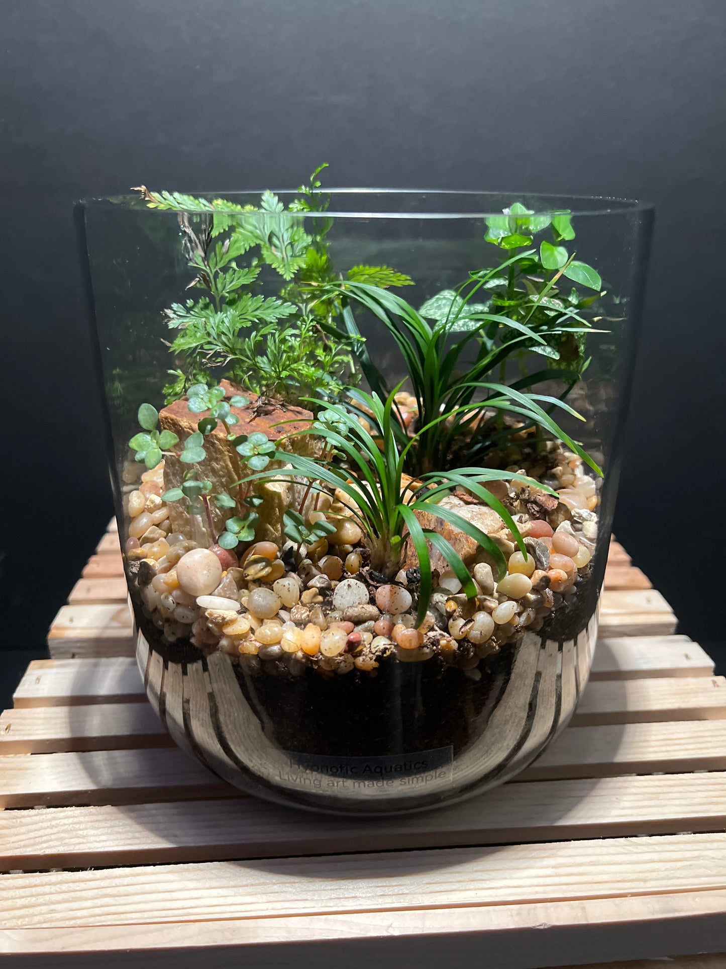 Terrarium #10