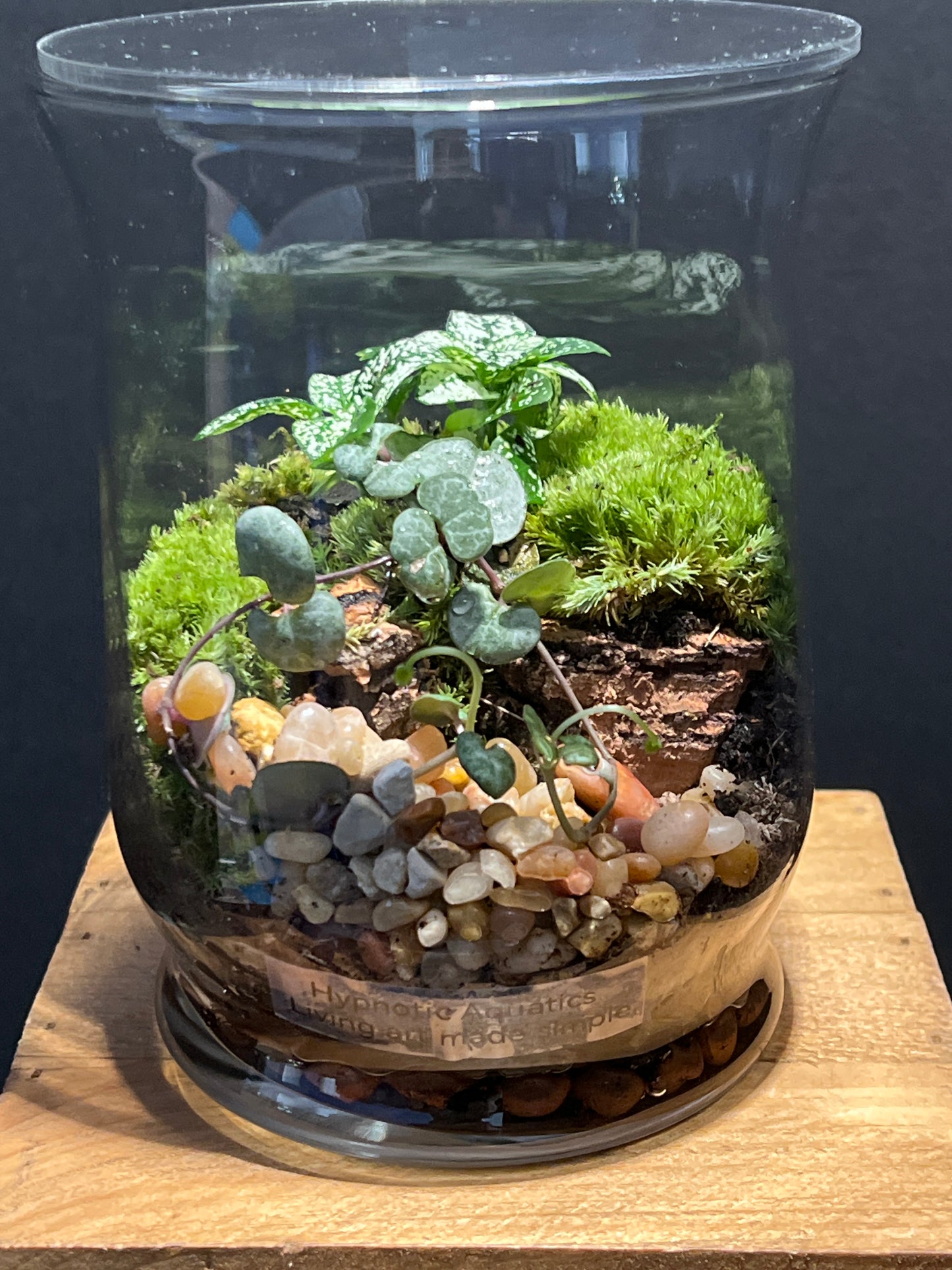 Terrarium #141