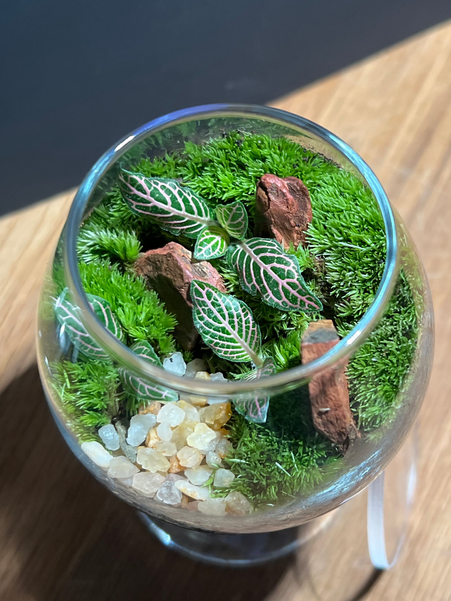 Terrarium 524