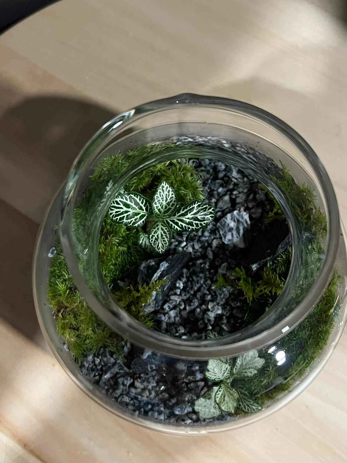 Terrarium 963