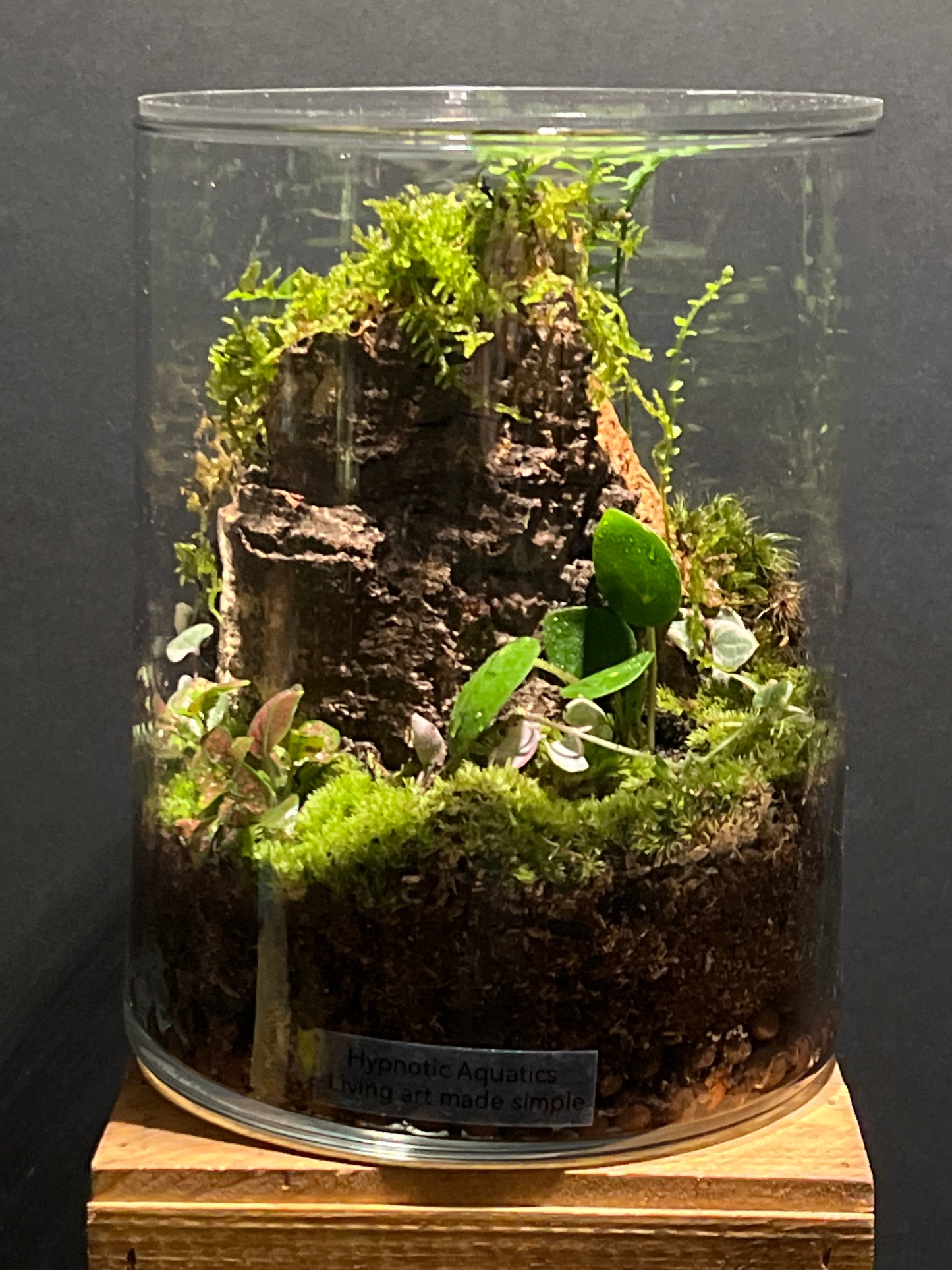 Terrarium #168