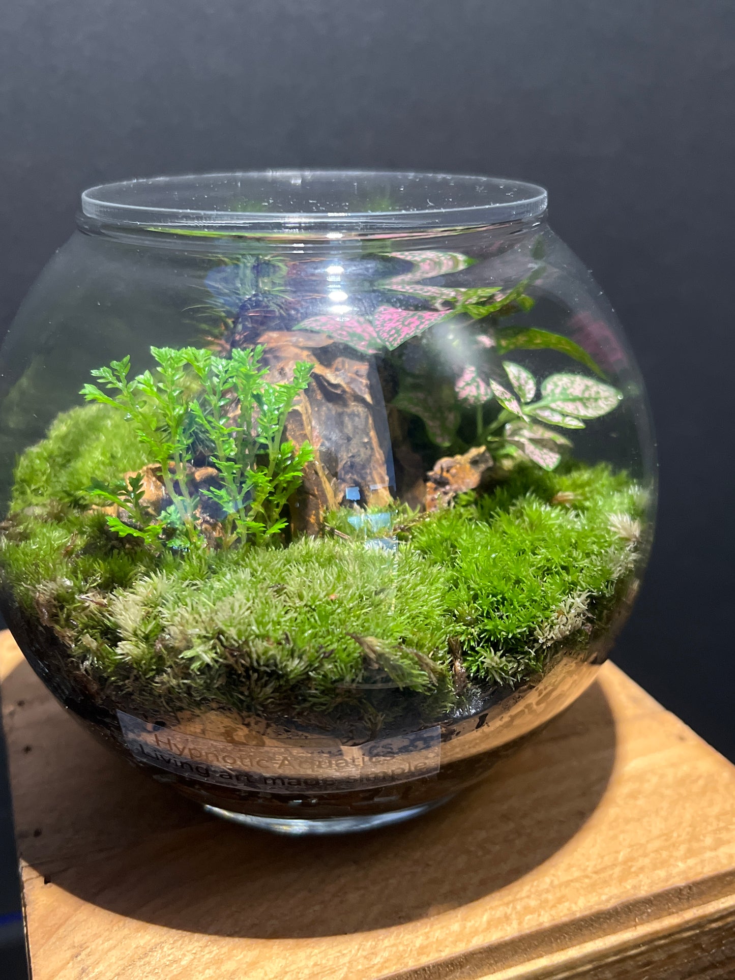 Terrarium #111