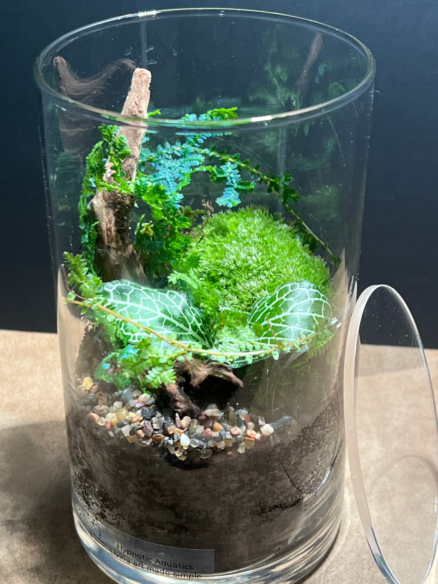 Terrarium 469