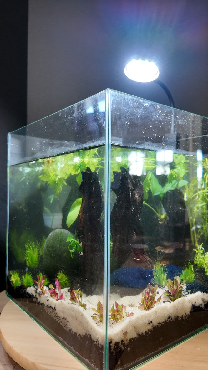 Nano Aquarium: The Lounge