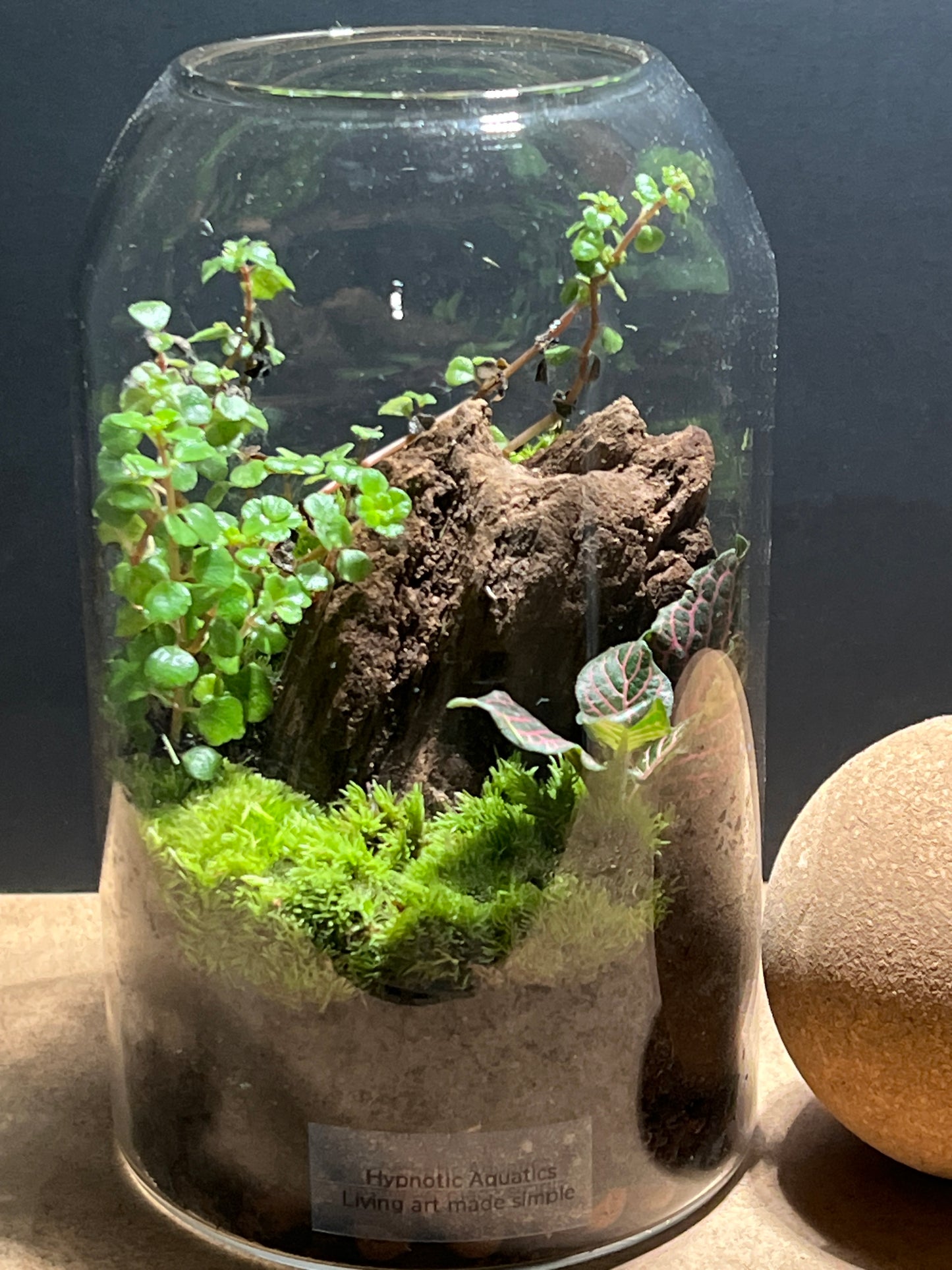 Terrarium 468