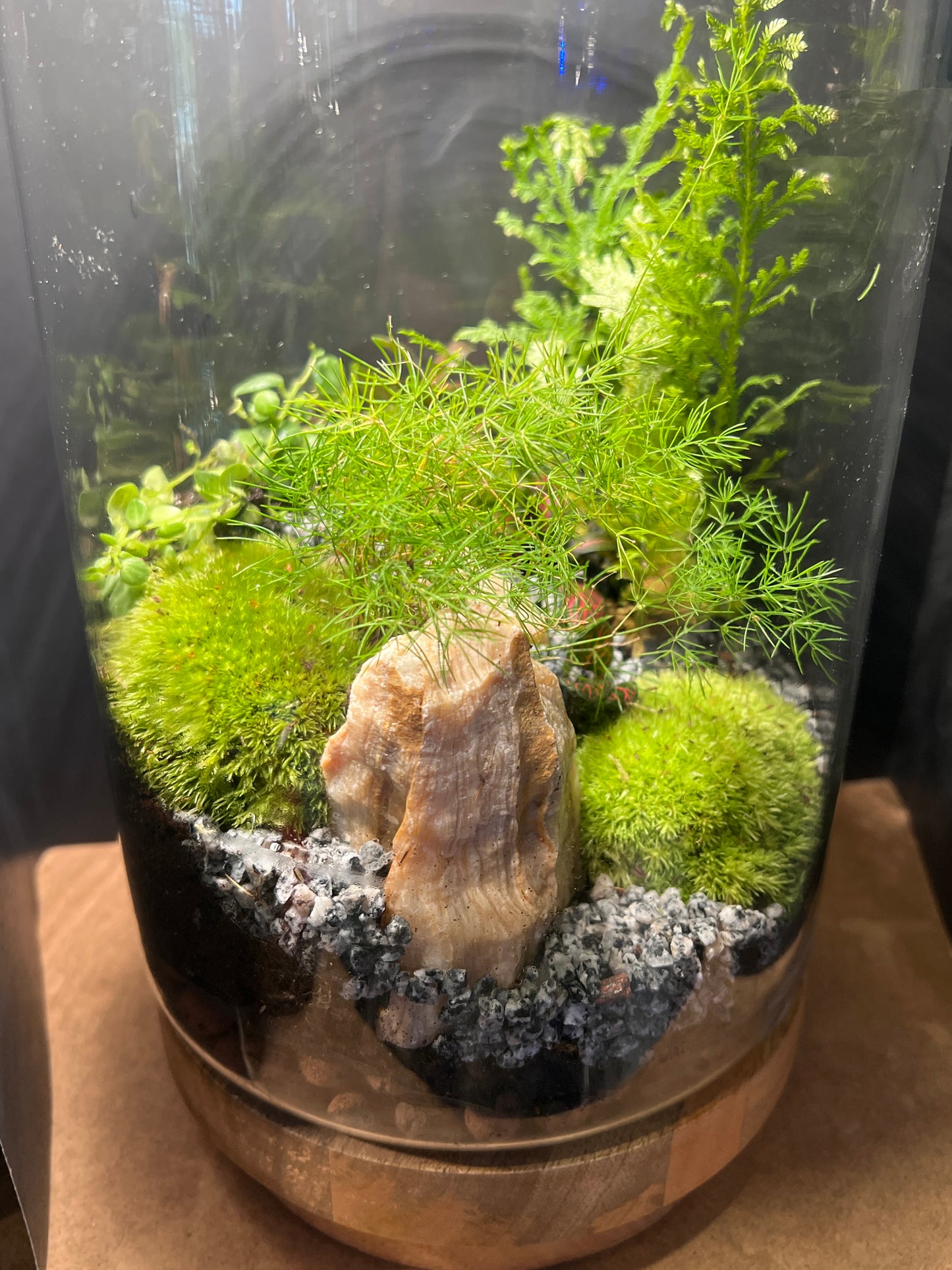 Terrarium 483