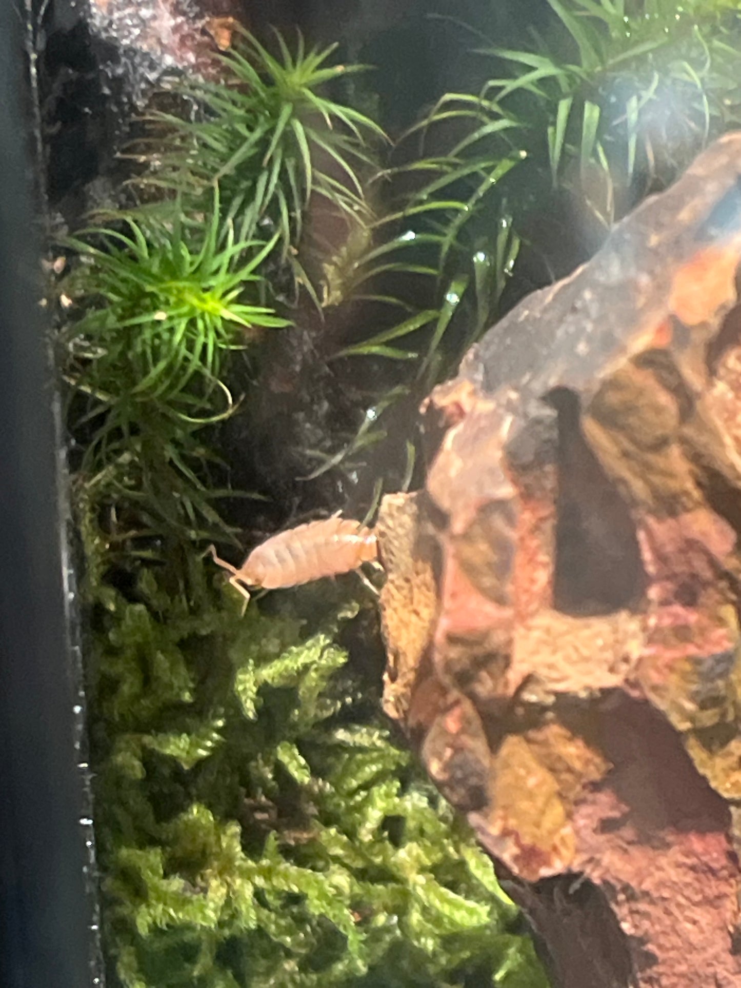 Terrarium 193
