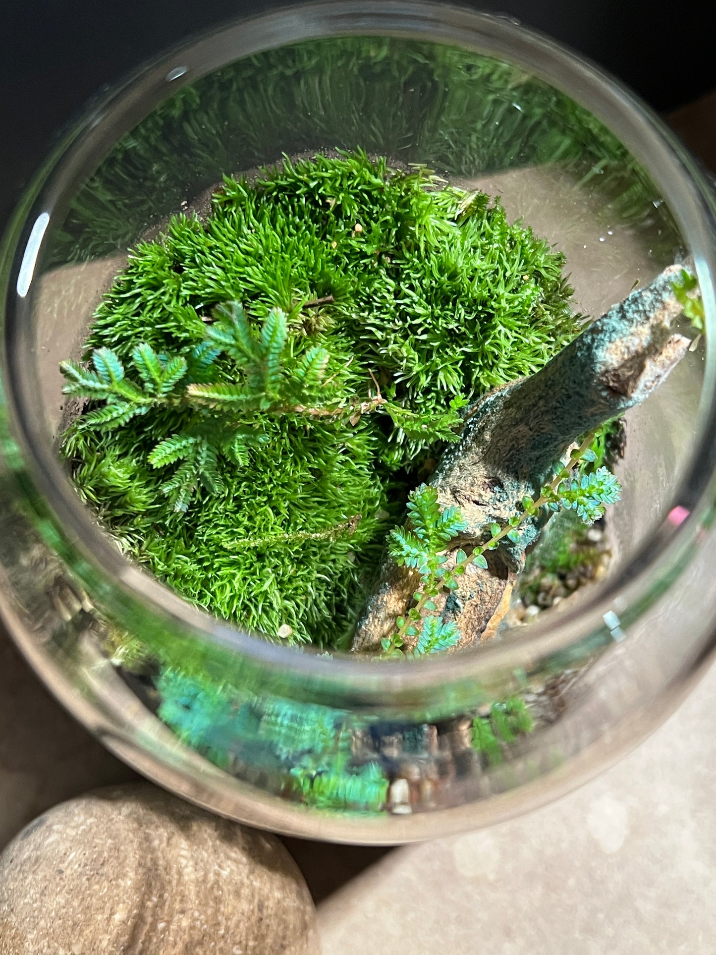 Terrarium 896