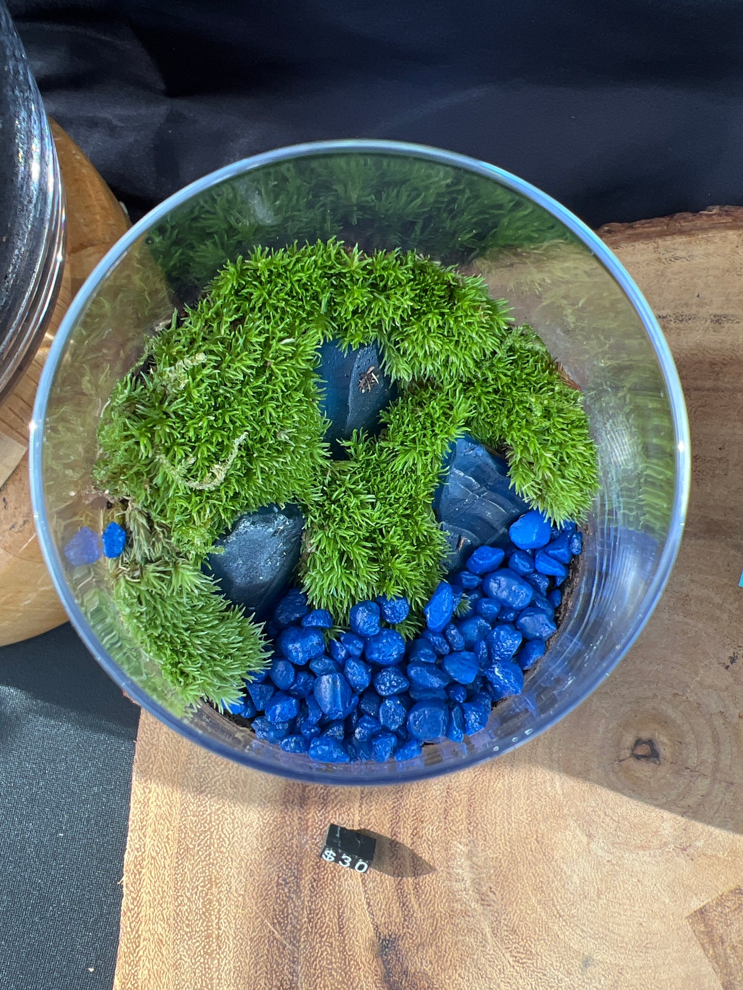 Terrarium 923