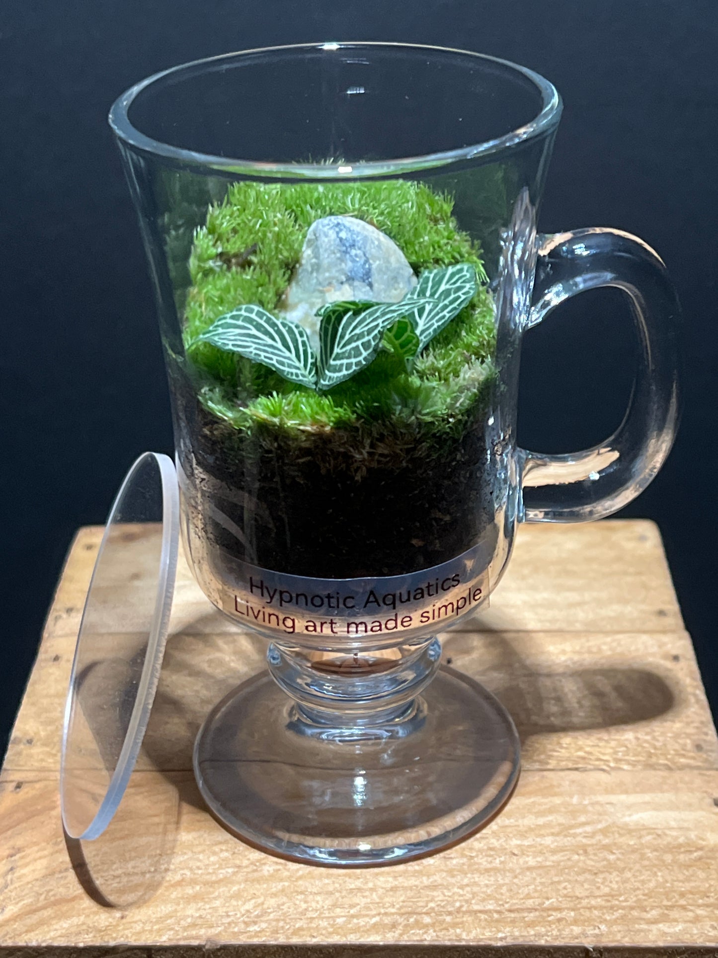 Terrarium #93
