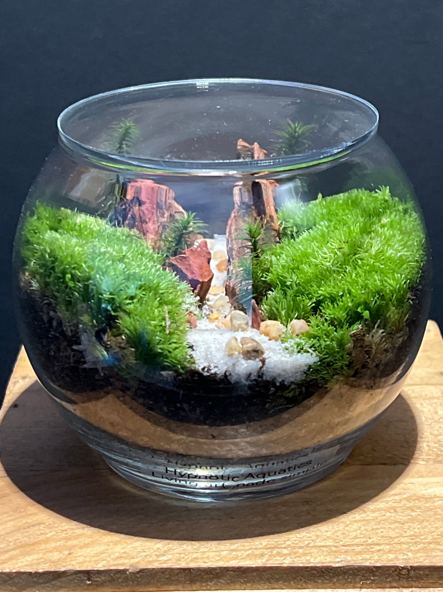 Terrarium #145