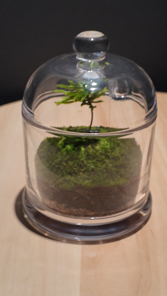 Terrarium #14