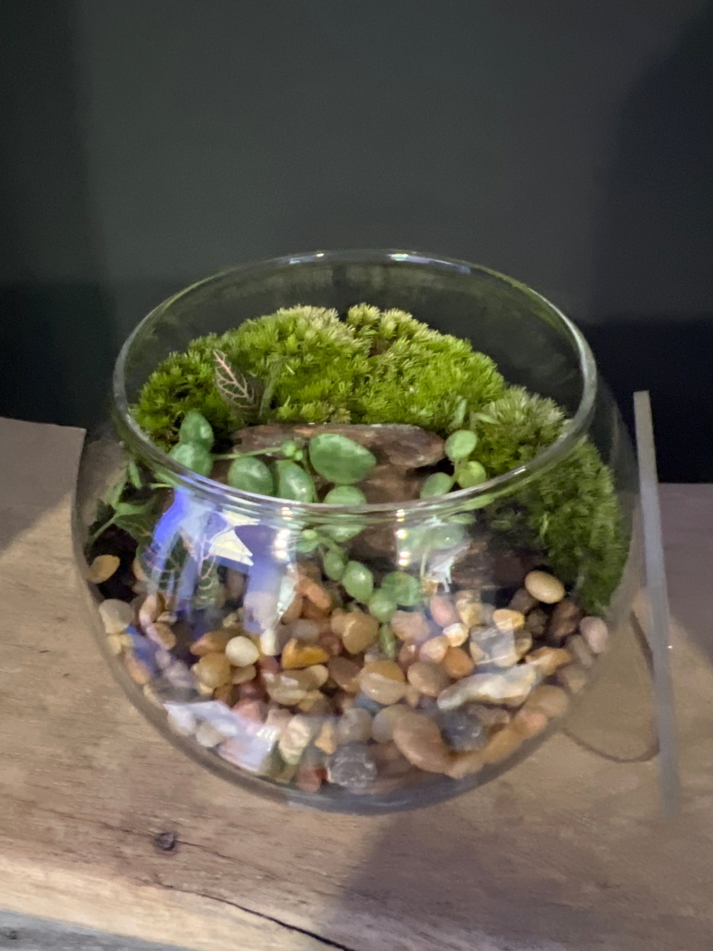 Terrarium 471