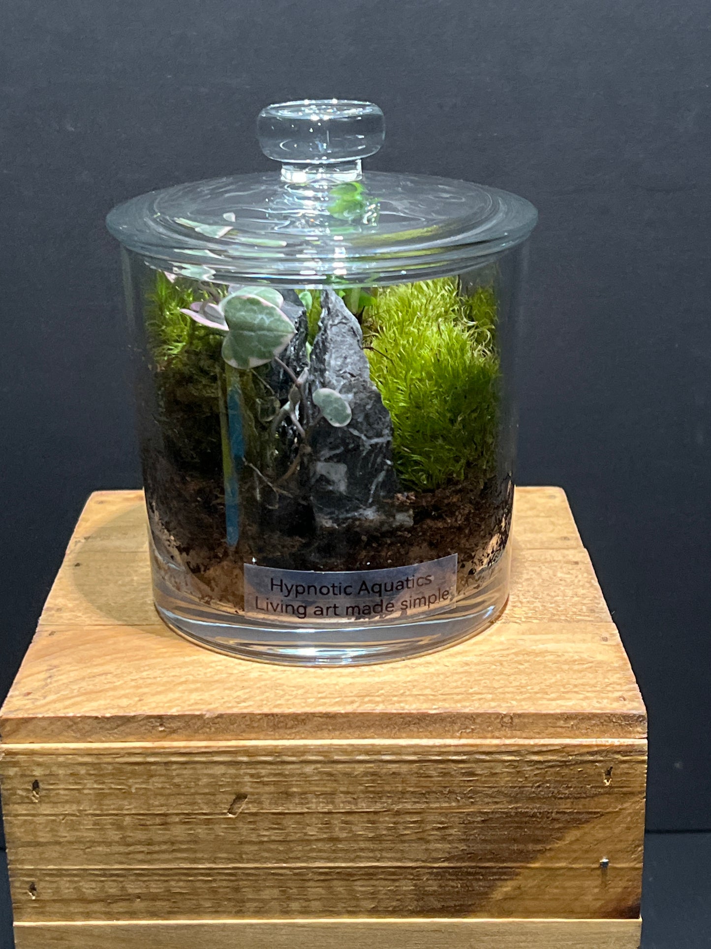 Terrarium #133