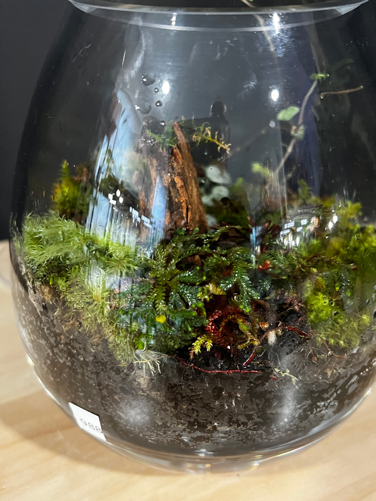 Terrarium 988