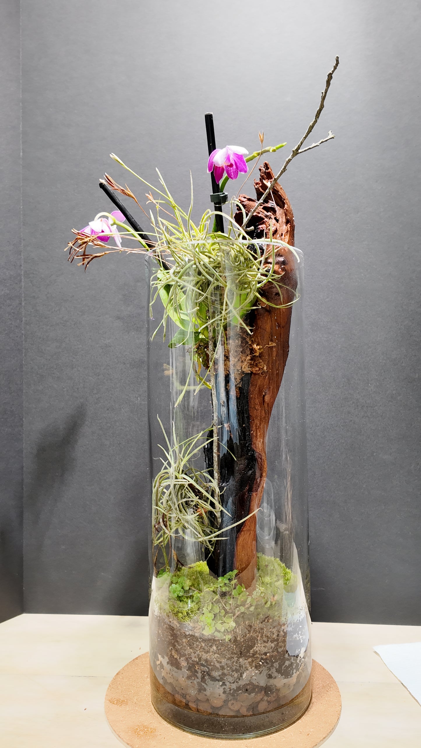 Terrarium #21
