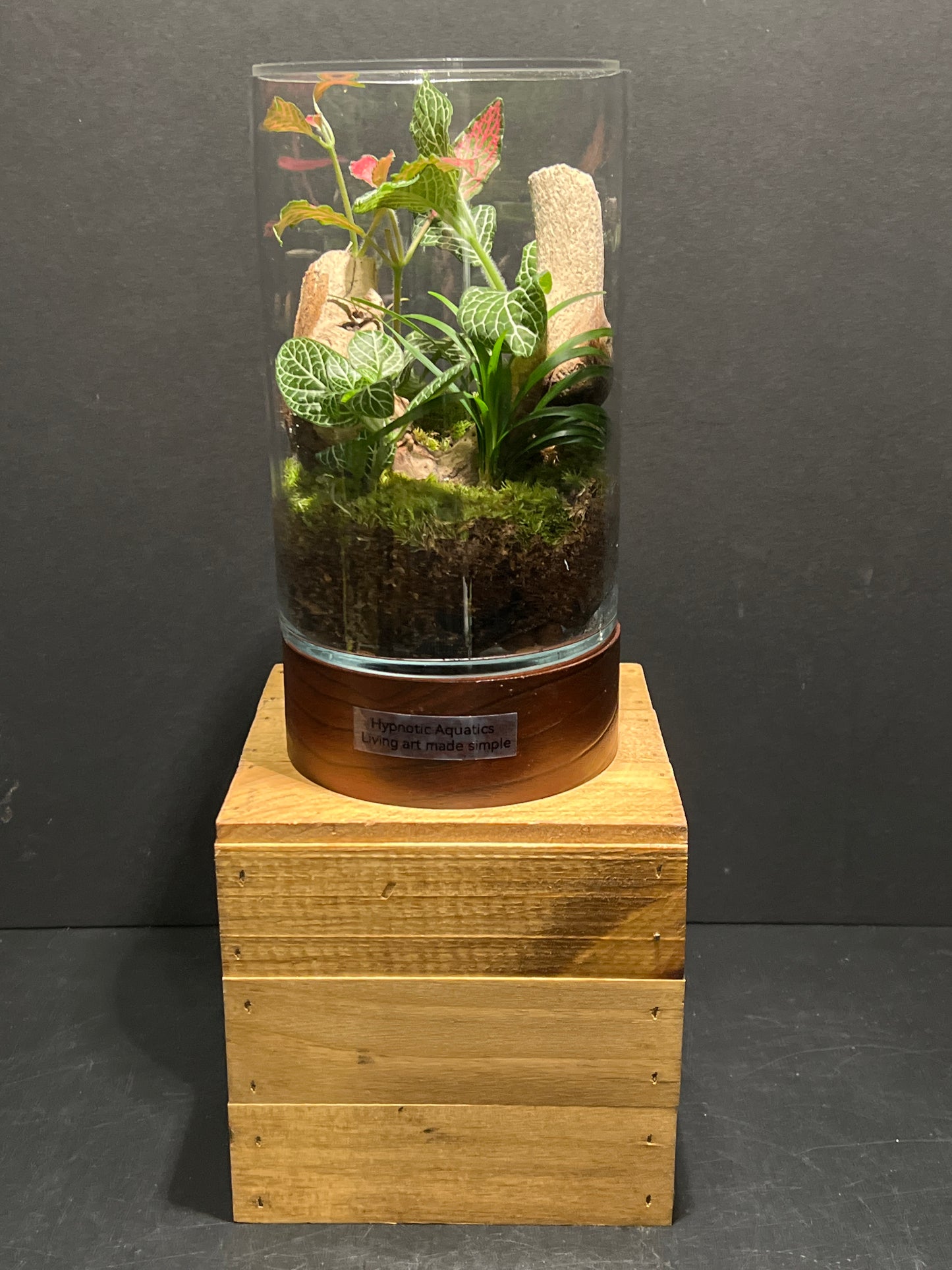Terrarium #126