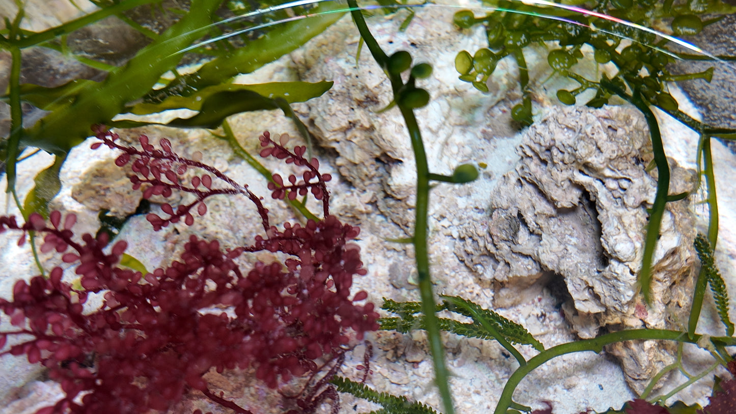 Saltwater Nano Aquariums