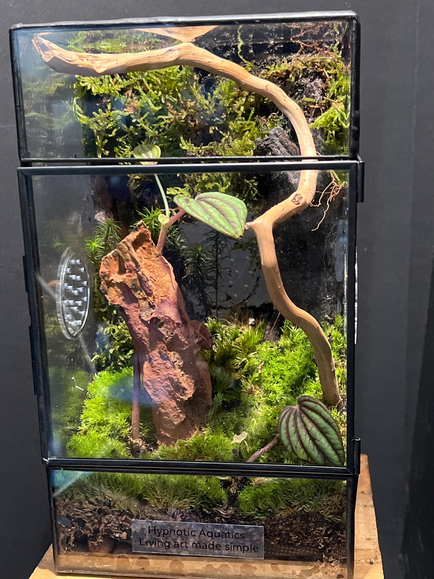 Terrarium 193