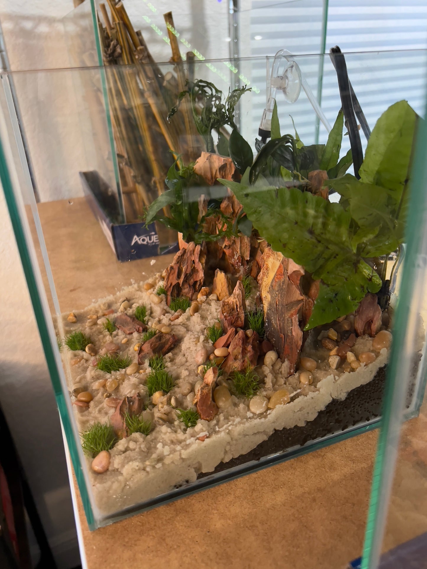 Nano Aquarium: Twin Peaks