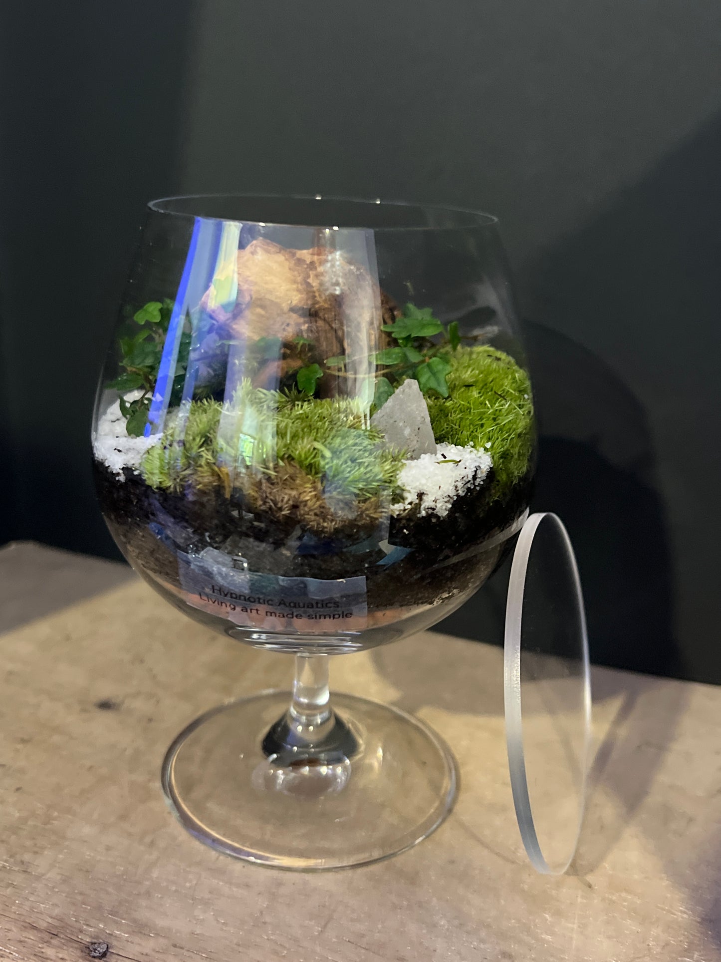 Terrarium 479