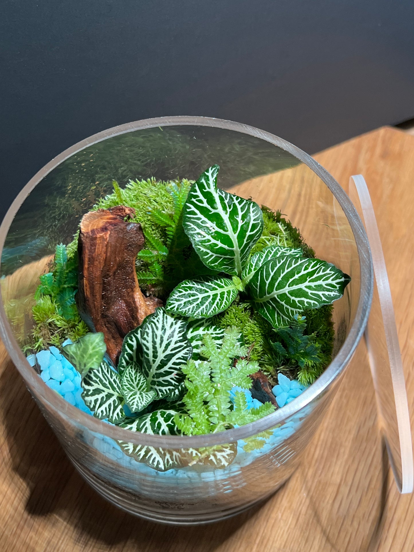 Terrarium 516