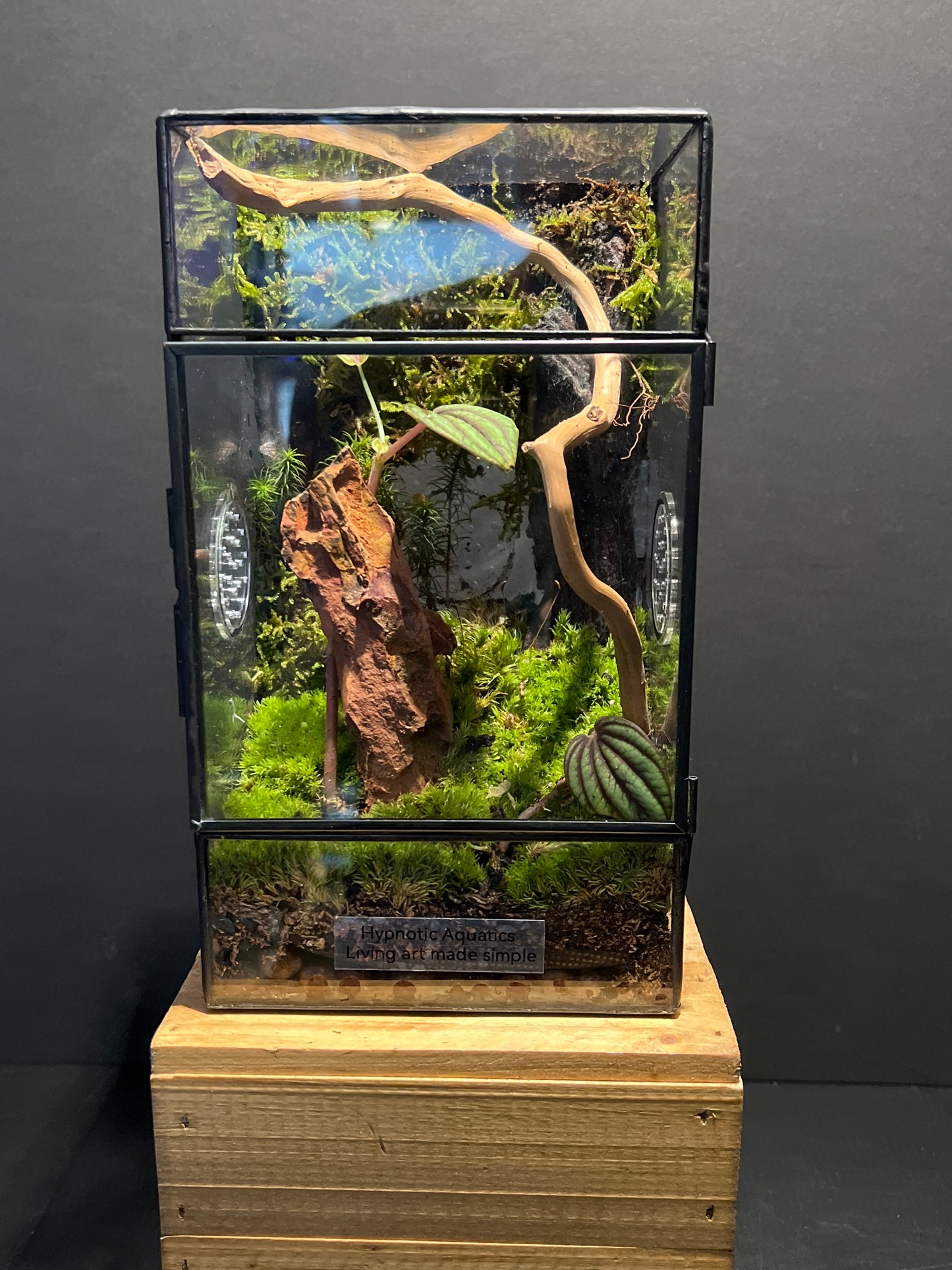 Terrarium 193