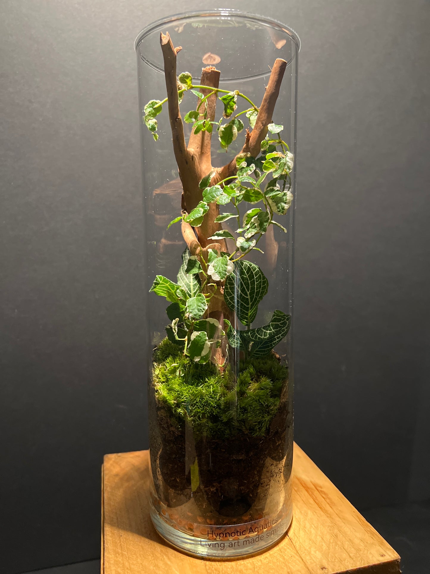 Terrarium #81
