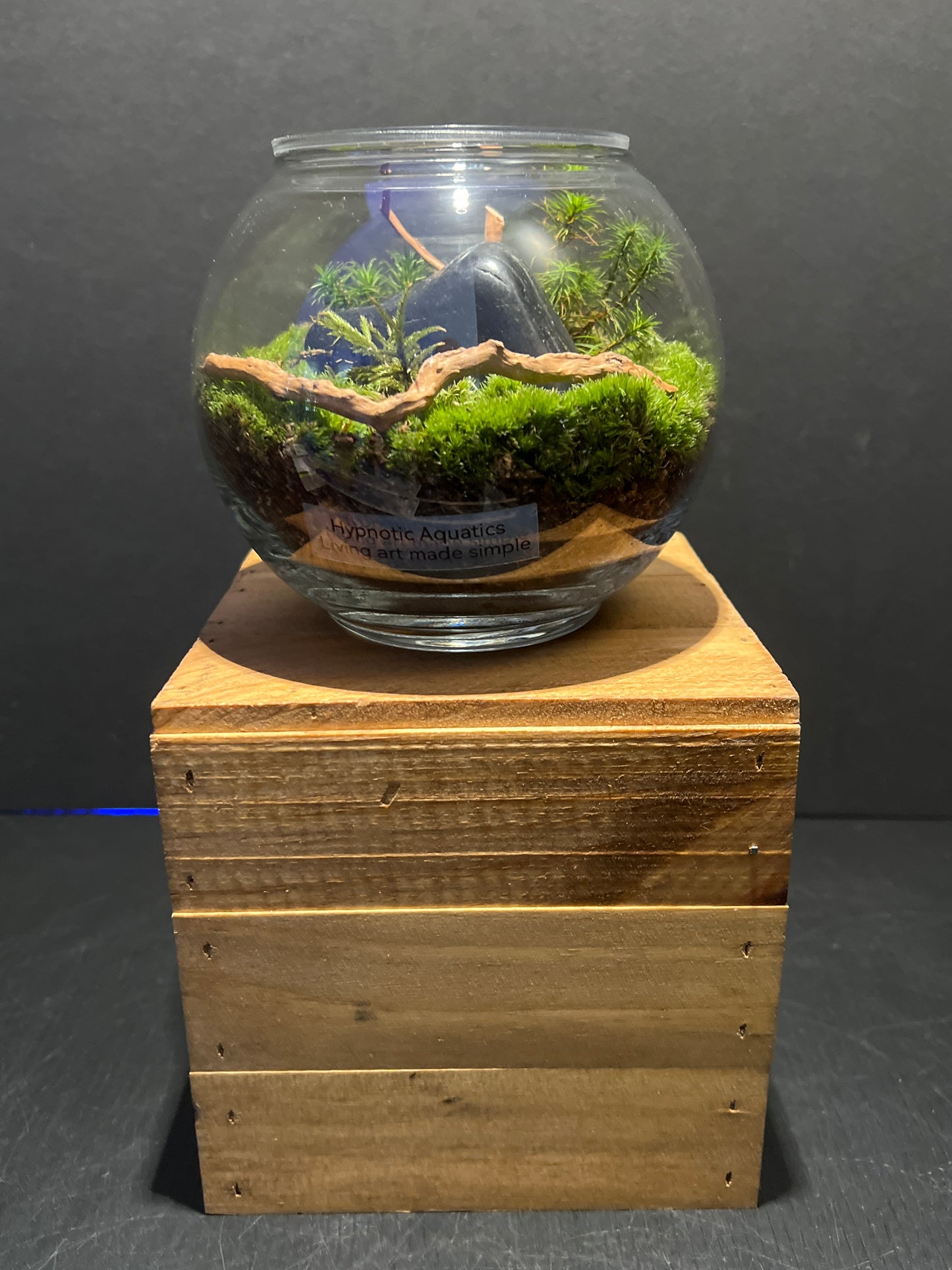 Terrarium #104