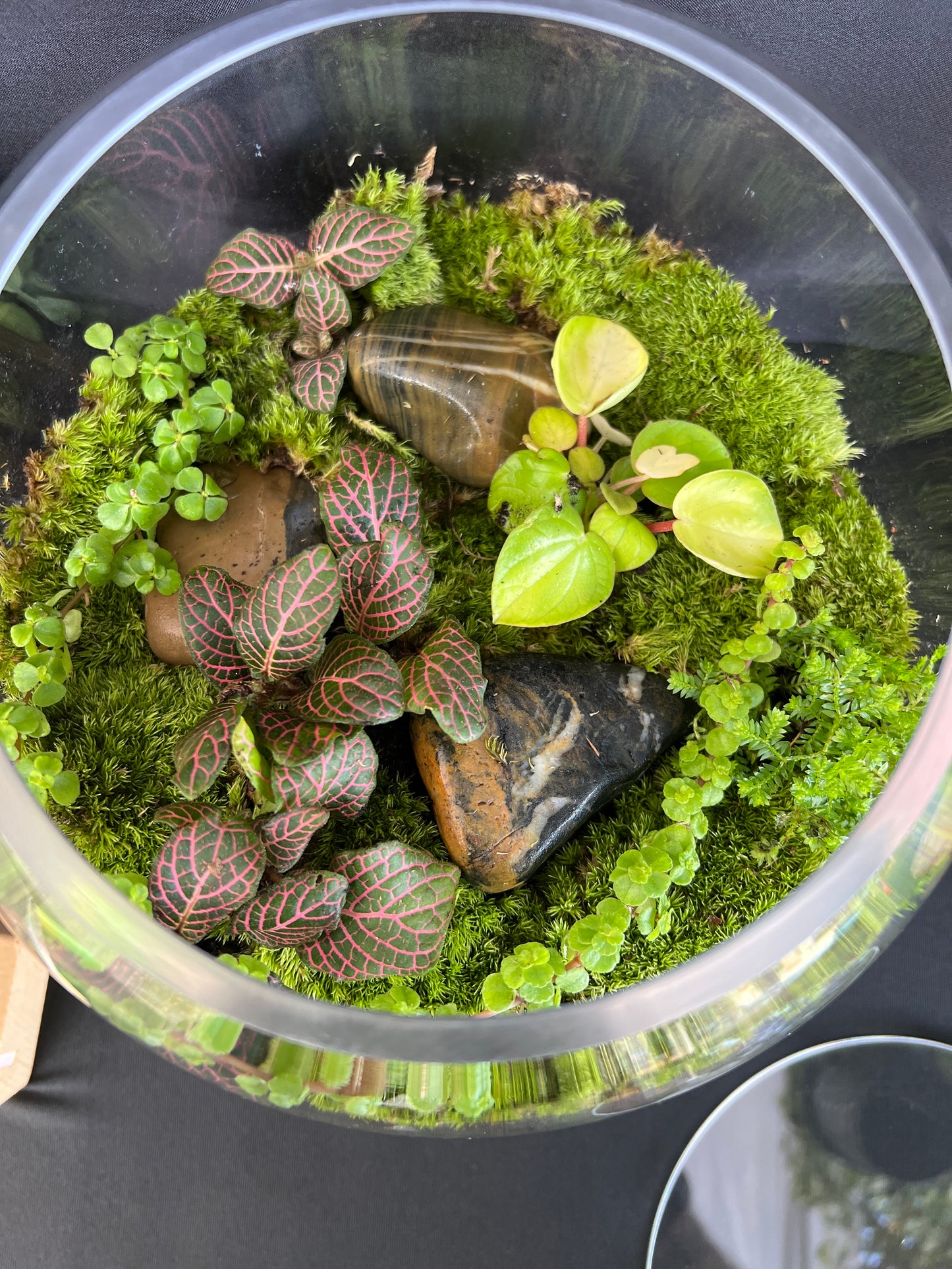 Terrarium 936