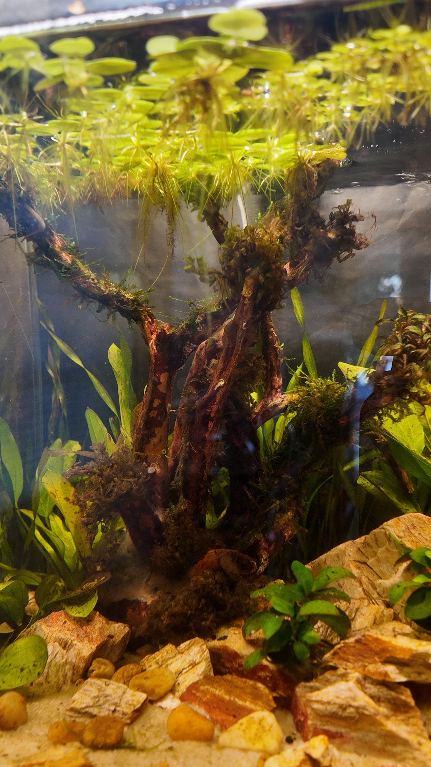 Nano Aquarium: Fallen