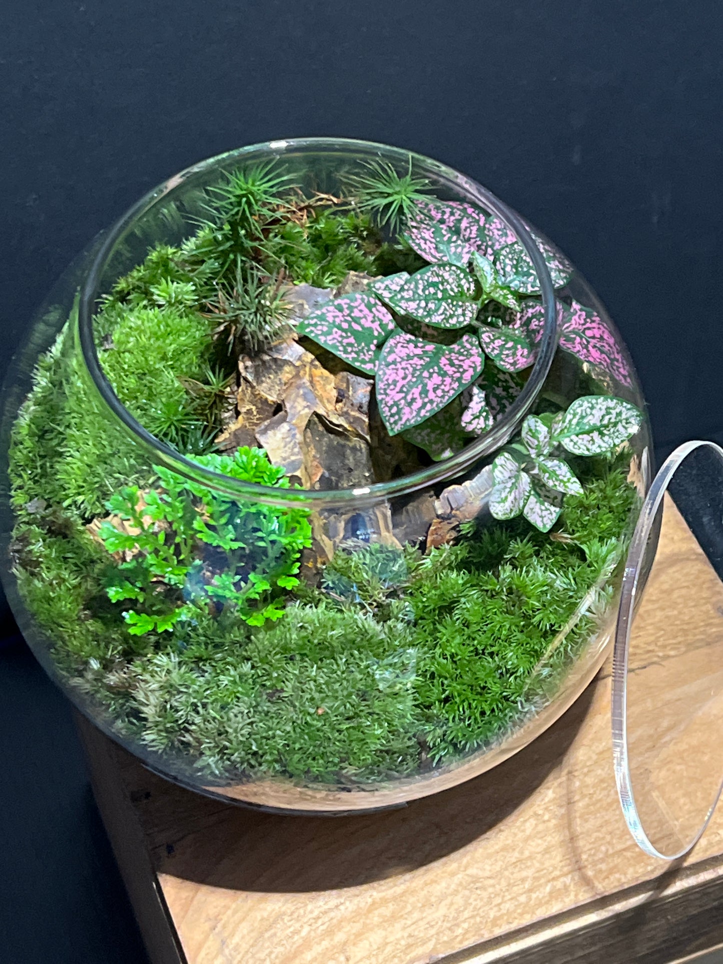 Terrarium #111
