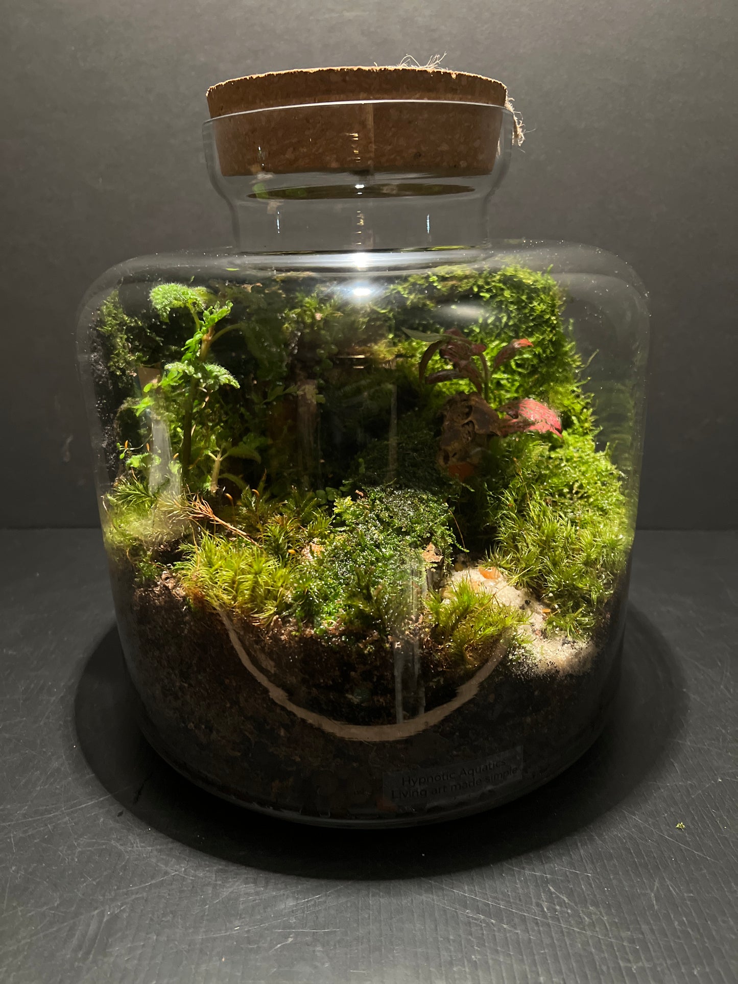 Terrarium #23