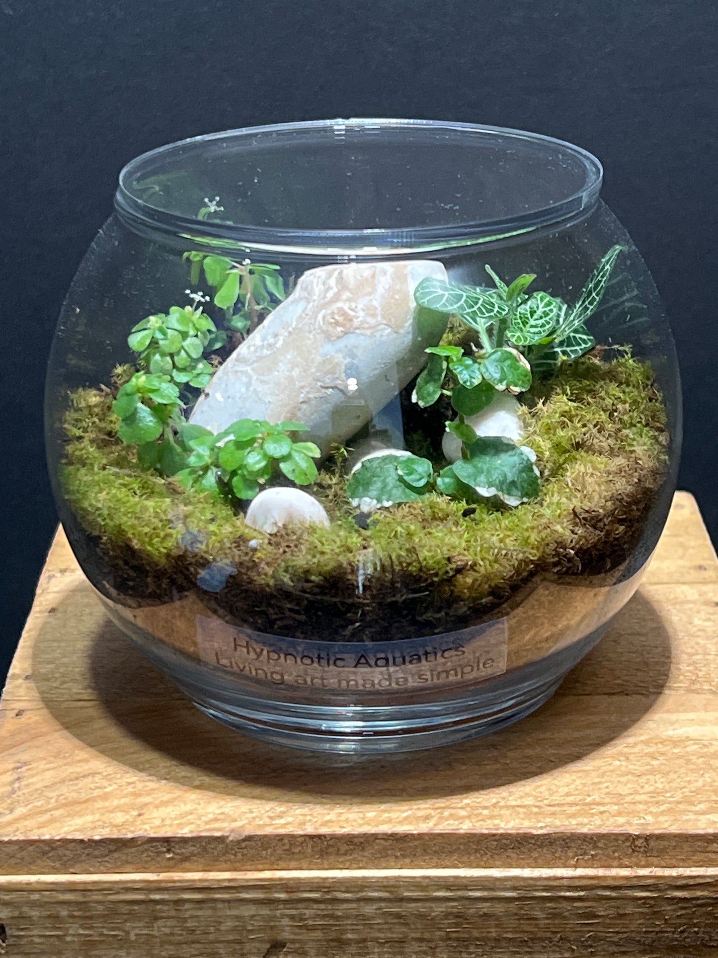 Terrarium #122