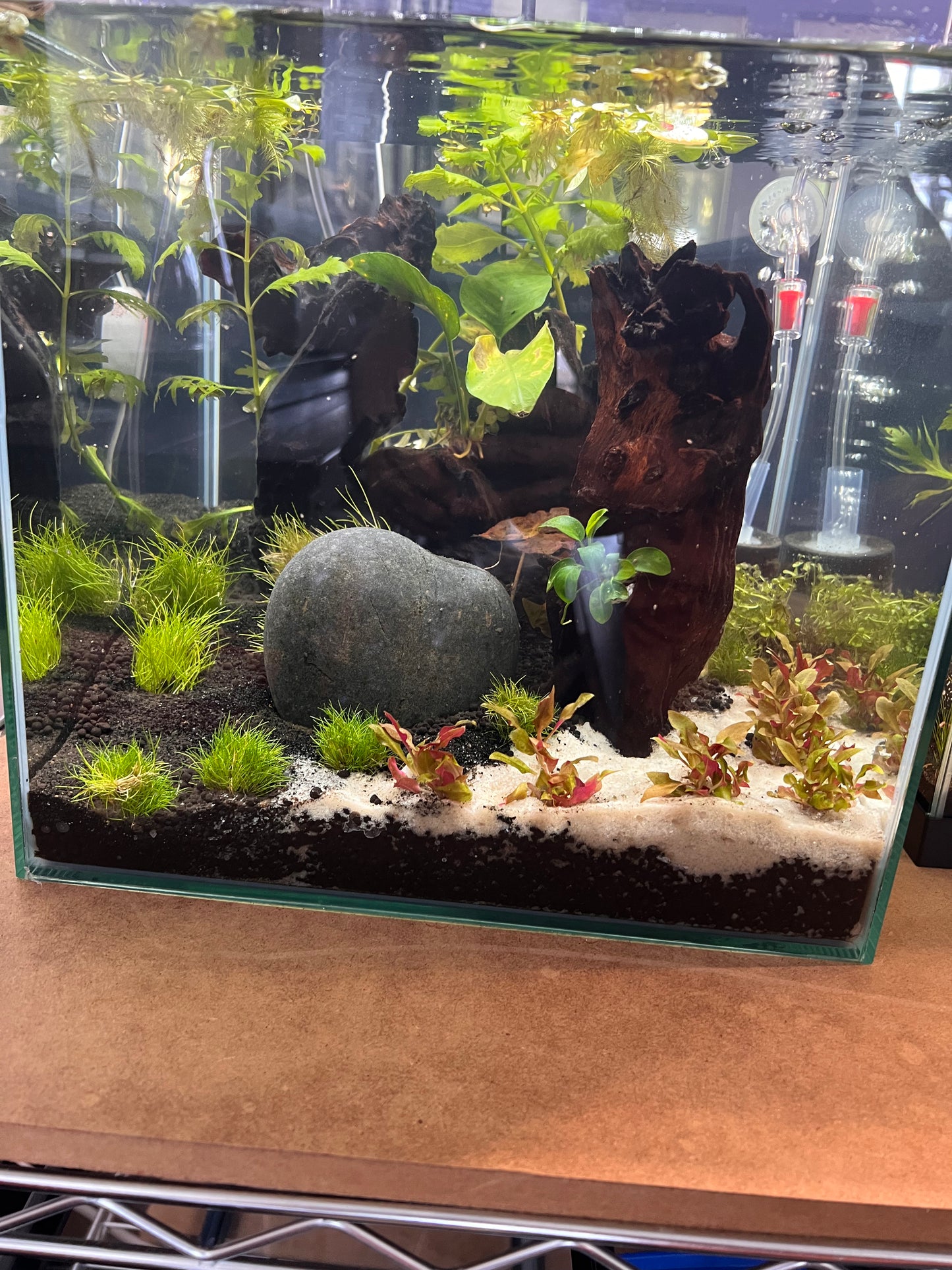 Nano Aquarium: The Lounge