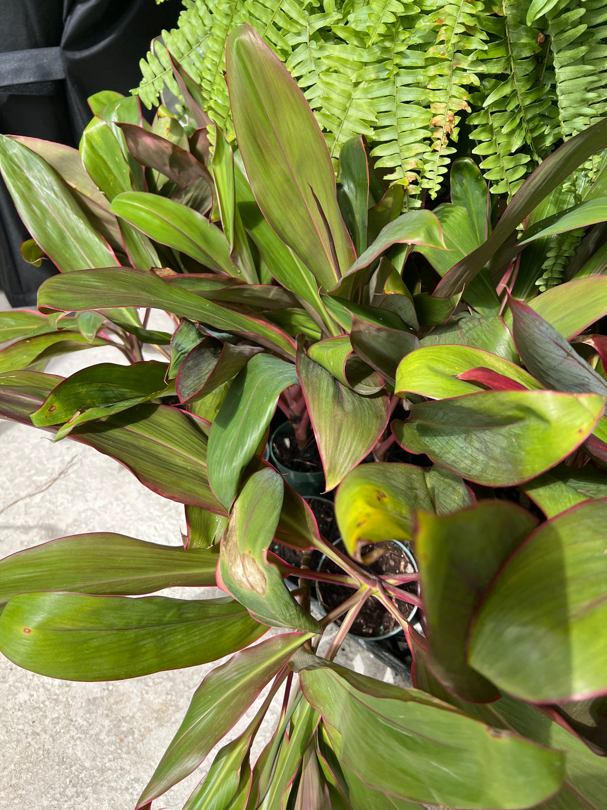 Live Plants: Cordyline Hawaiian Red or Thai in 3” pot