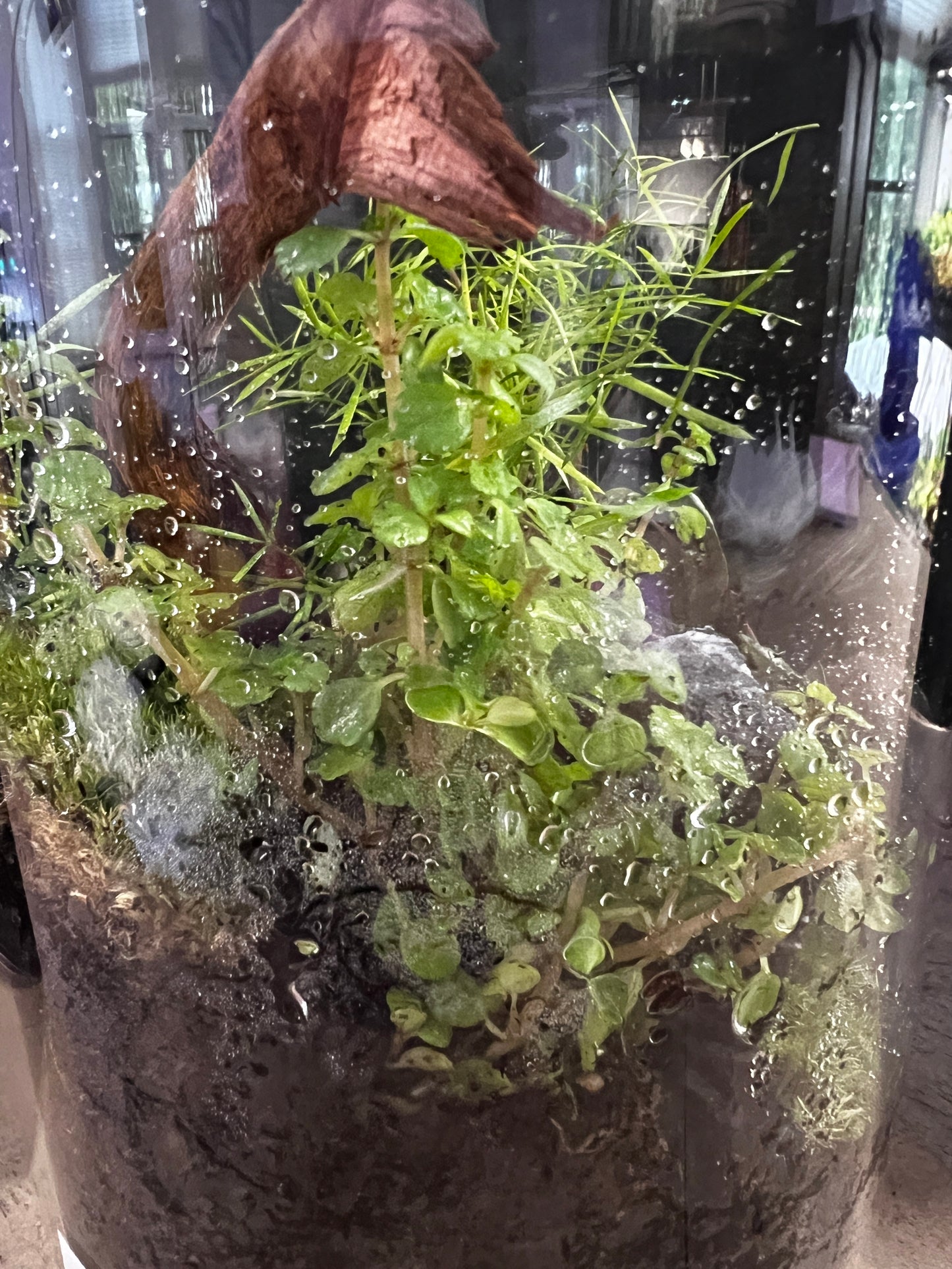 Terrarium 893