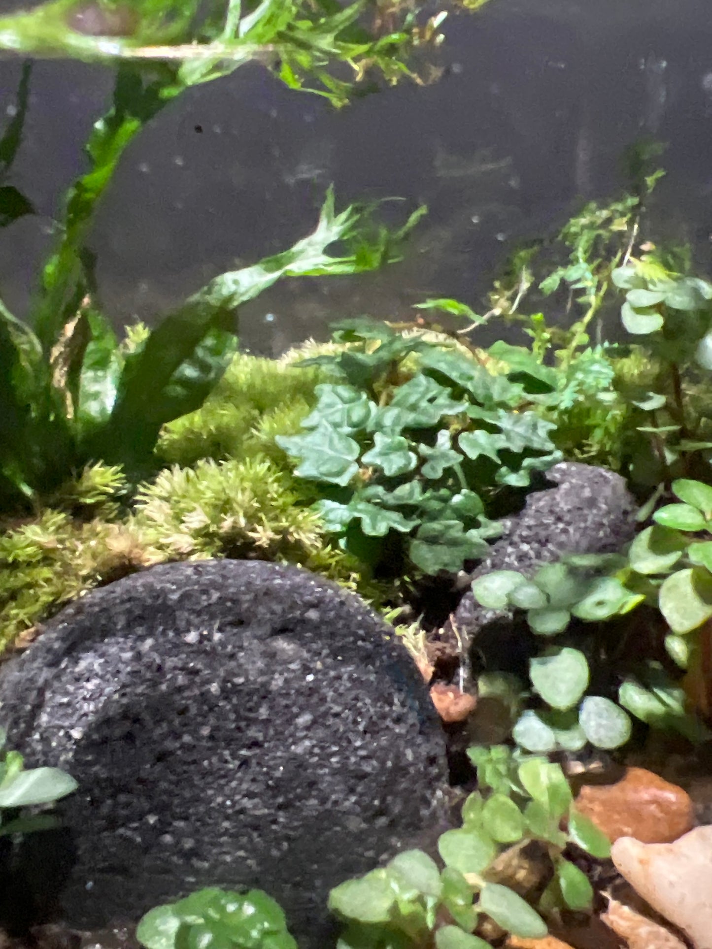 Terrarium #4