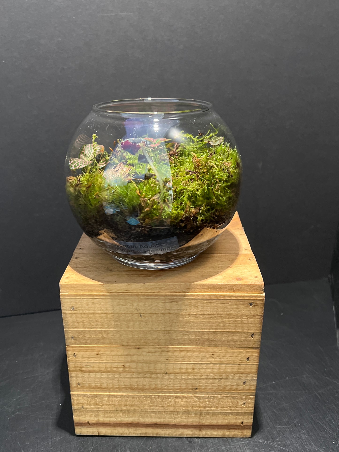 Terrarium 195